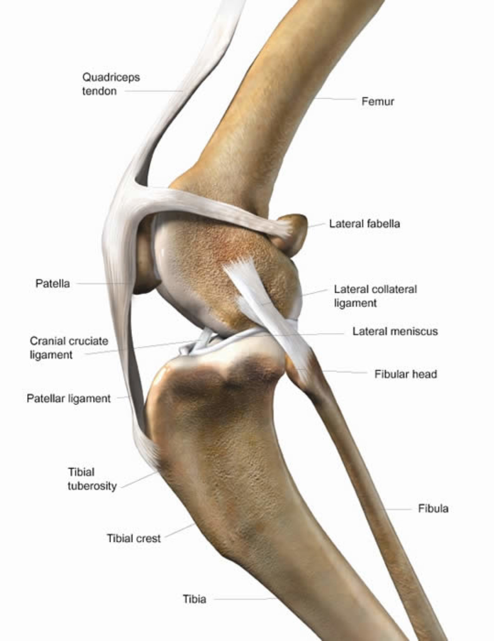 Анатомия коленного сустава собаки