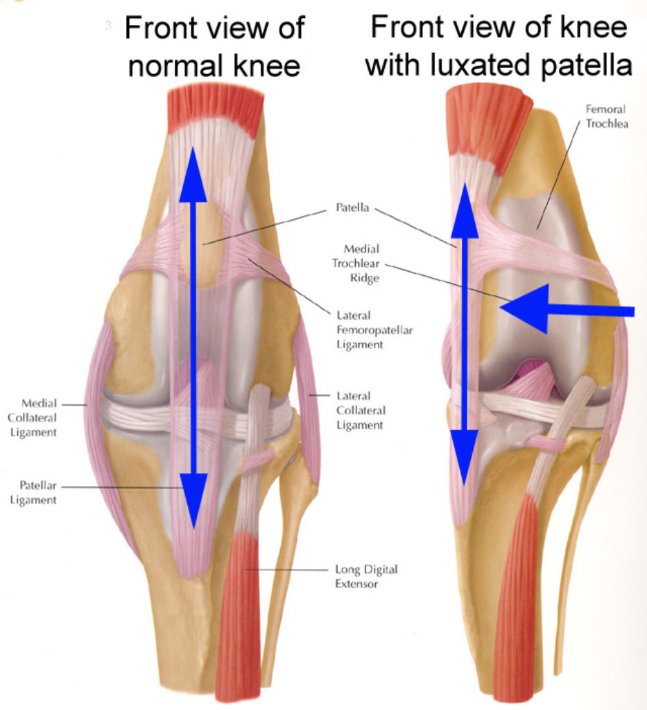 Medial Luxation of the Patella - Western Suburbs Adelaide Vet