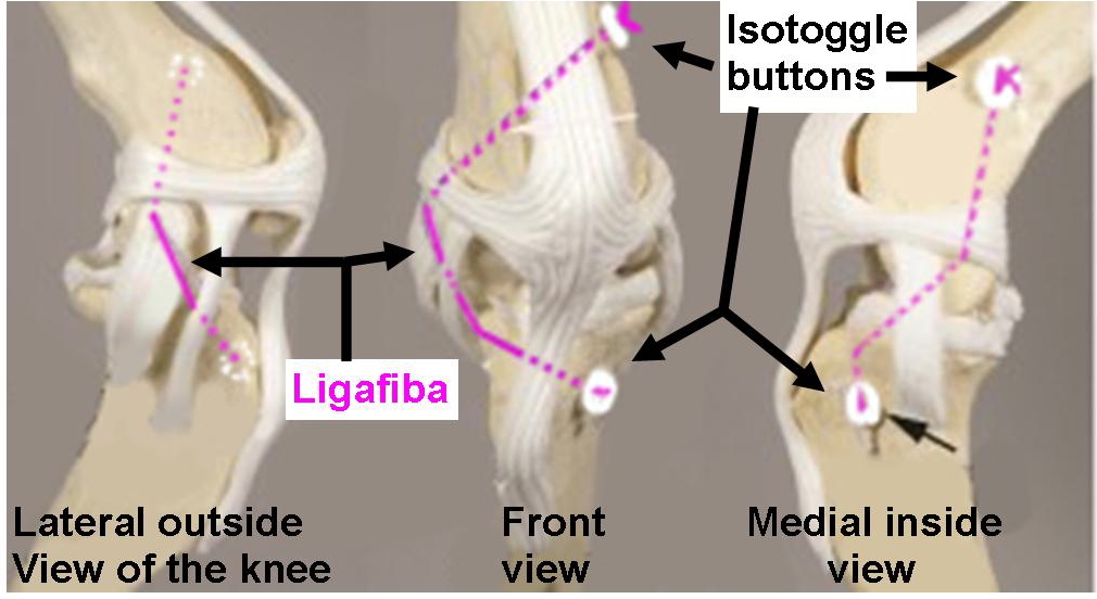 isometric-cruciate-surgery-for-small-to-medium-dog-breeds-and-cats